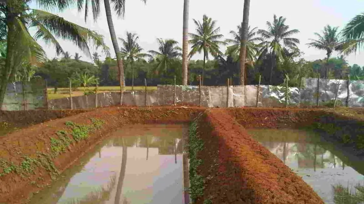 Gambar kolam lupur atau tanah yang cocok untuk artikel cara budidaya ikan glofish di kolam lumpur