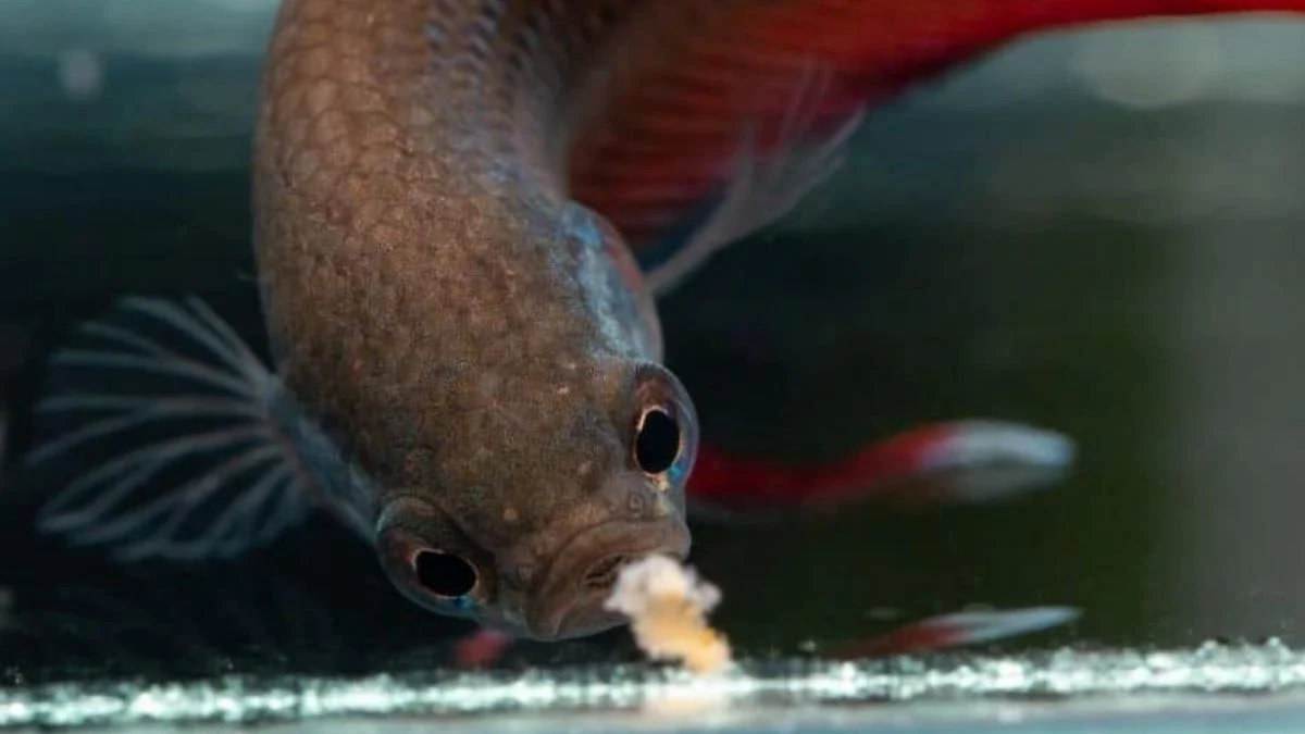 Gambar ikan cupang sedang makan