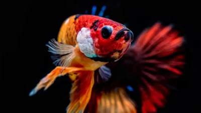 Gambar jenis ikan cupang koi red galaxy