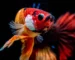 Gambar jenis ikan cupang koi red galaxy