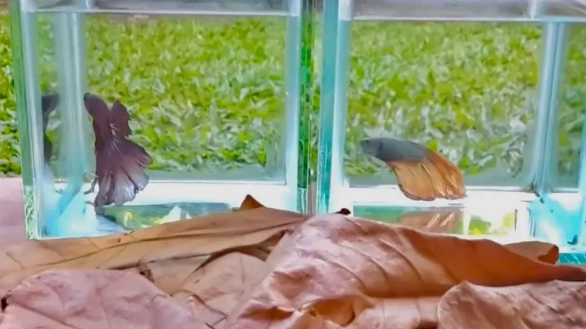 Gambar daun ketapang untuk ikan cupang