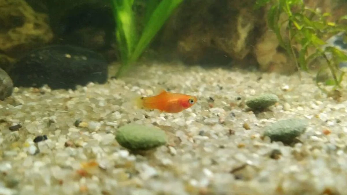 Gambar ikan platy bayi