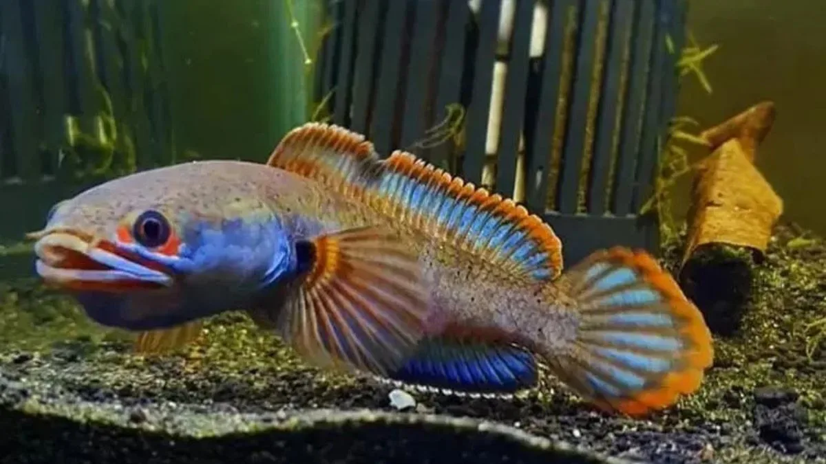 Ikan channa asiatica fire and ice.