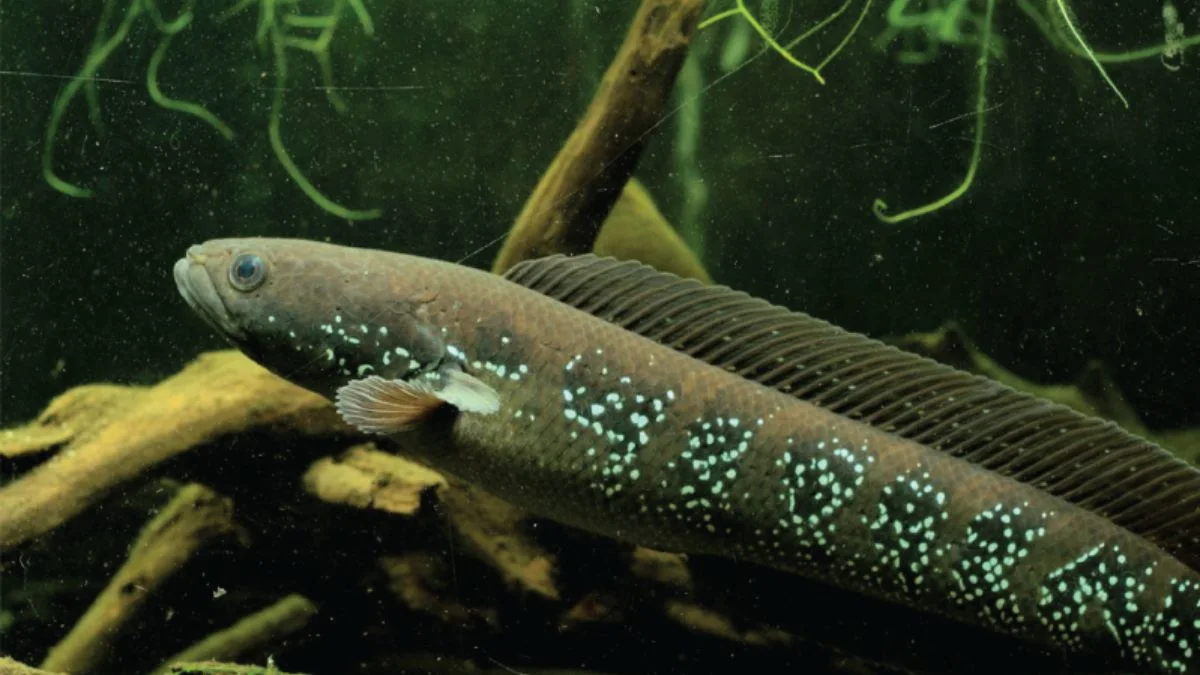 Gambar ikan channa asiatica white spot brown