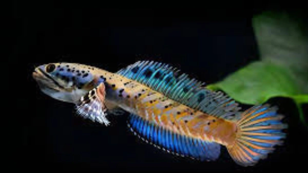 Gambar ikan channa pulchra