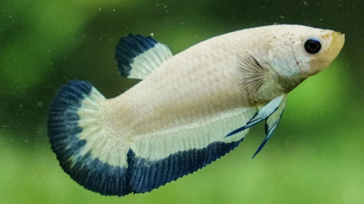 Gambar ikan cupang blue rim betina