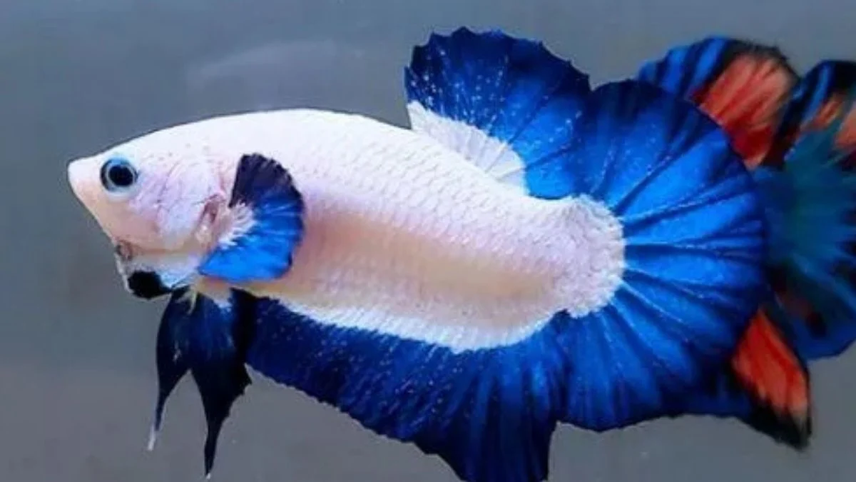 Gambar ikan cupang blue rim