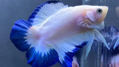 Gambar ikan cupang blue rim double tail