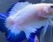 Gambar ikan cupang blue rim double tail
