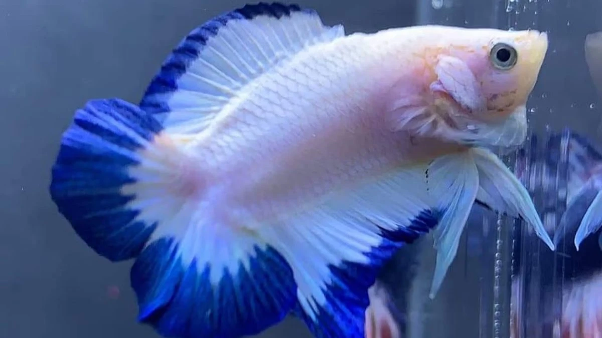 Gambar ikan cupang blue rim double tail