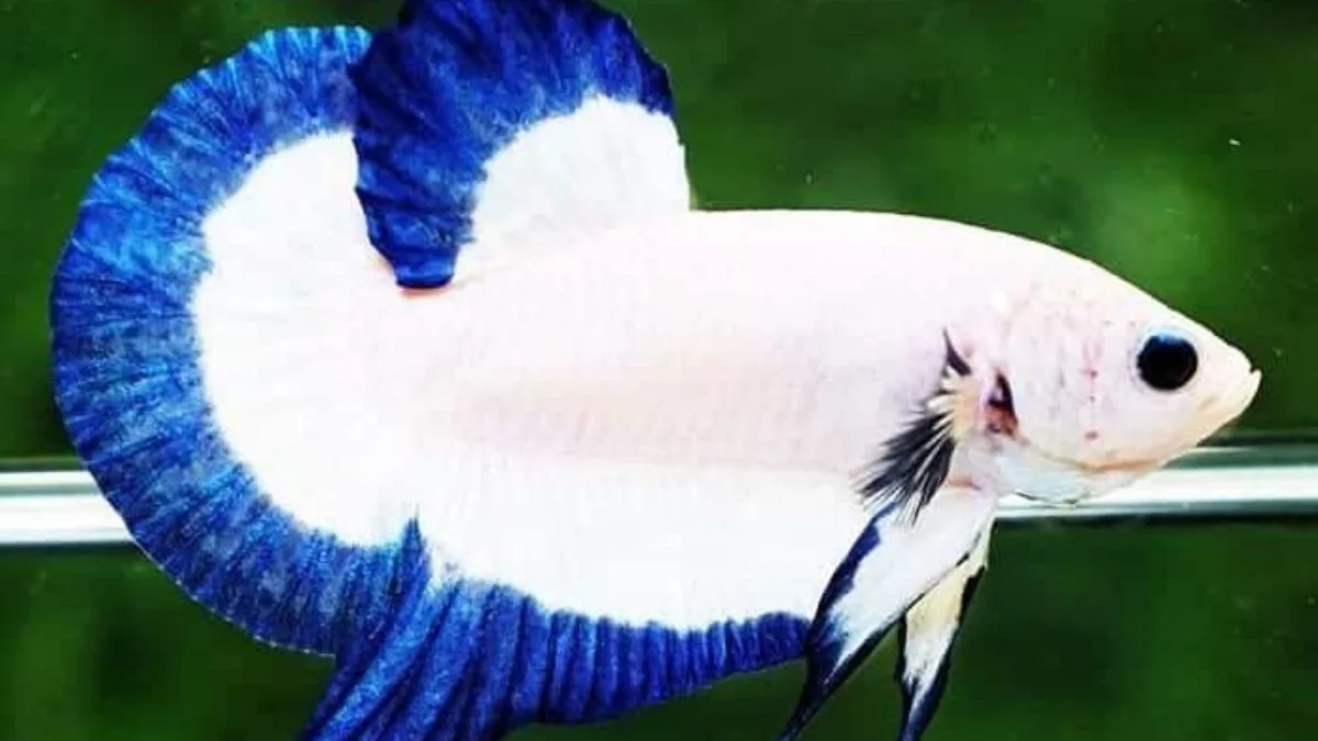 Gambar ikan cupang blue rim plakat