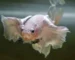 Gambar ikan cupang dumbo ear flaring