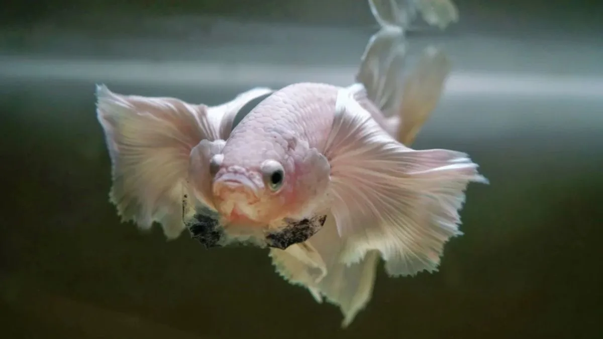 Gambar ikan cupang dumbo ear flaring