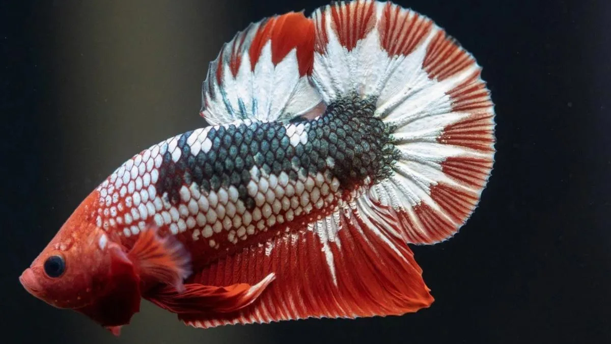 Gambar ikan cupang hellboy fancy copper plakat