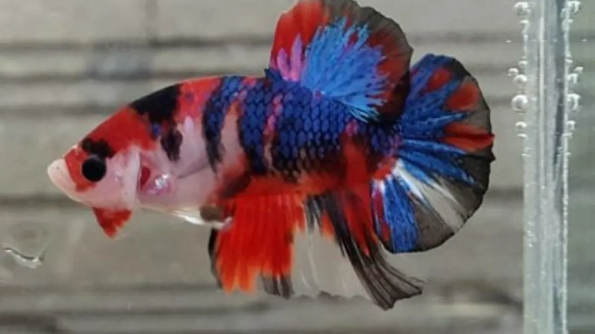 Gambar ikan cupang koi candy