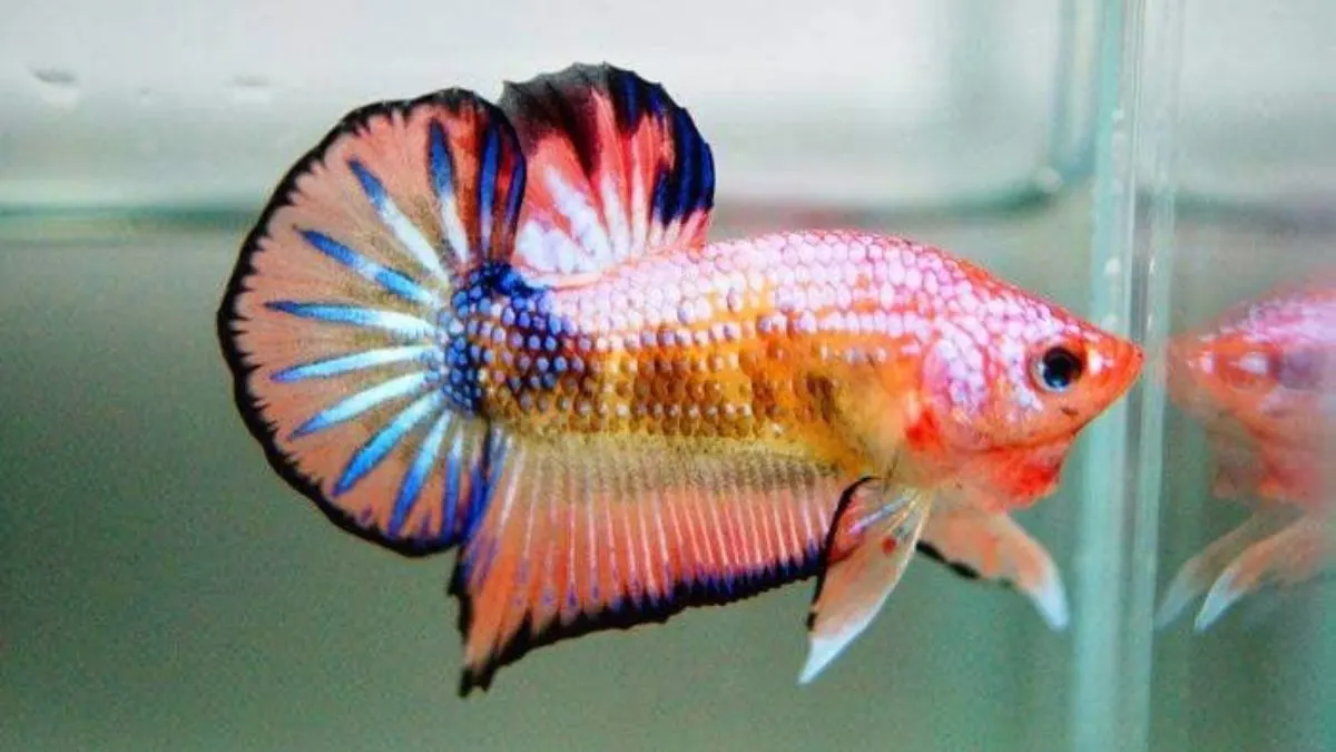 Gambar ikan cupang koi fancy