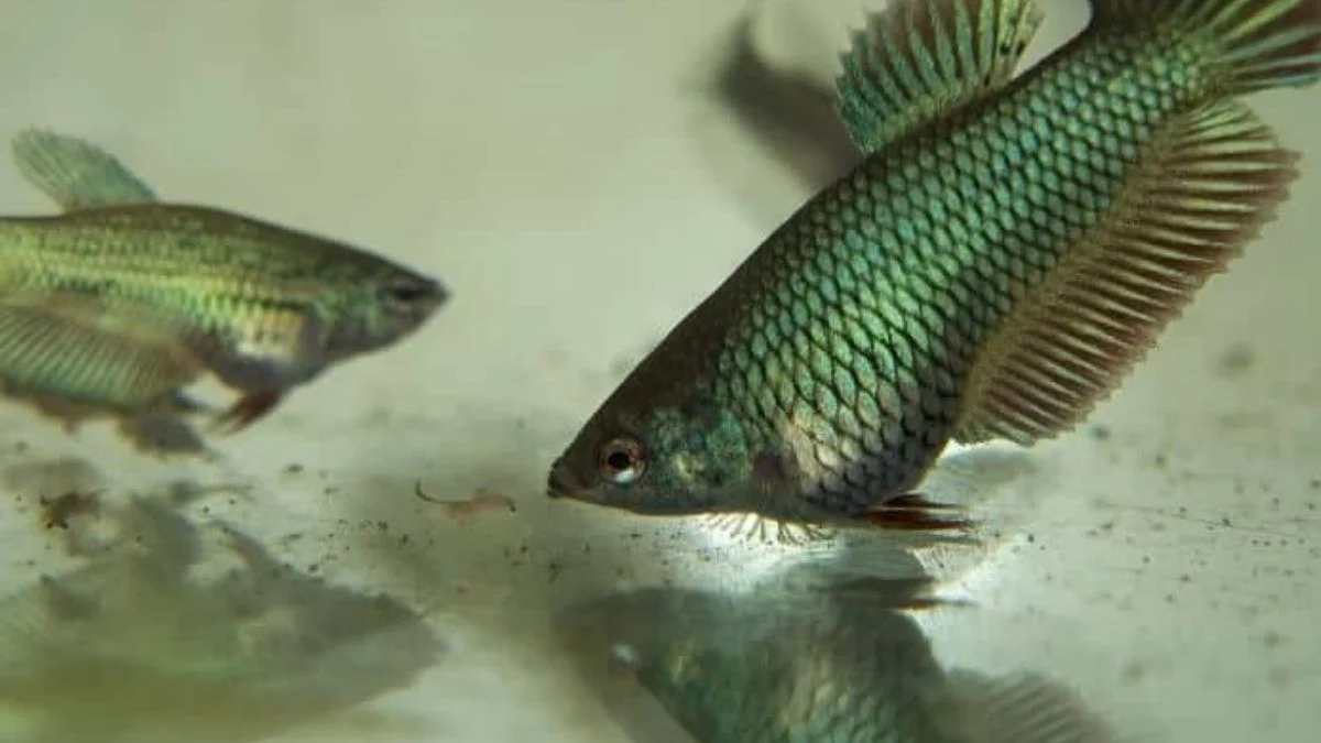 Gambar ikan cupang makan di air kurang jernih