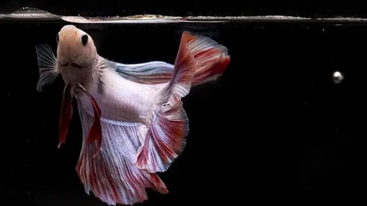 Gambar ikan cupang lagi makan