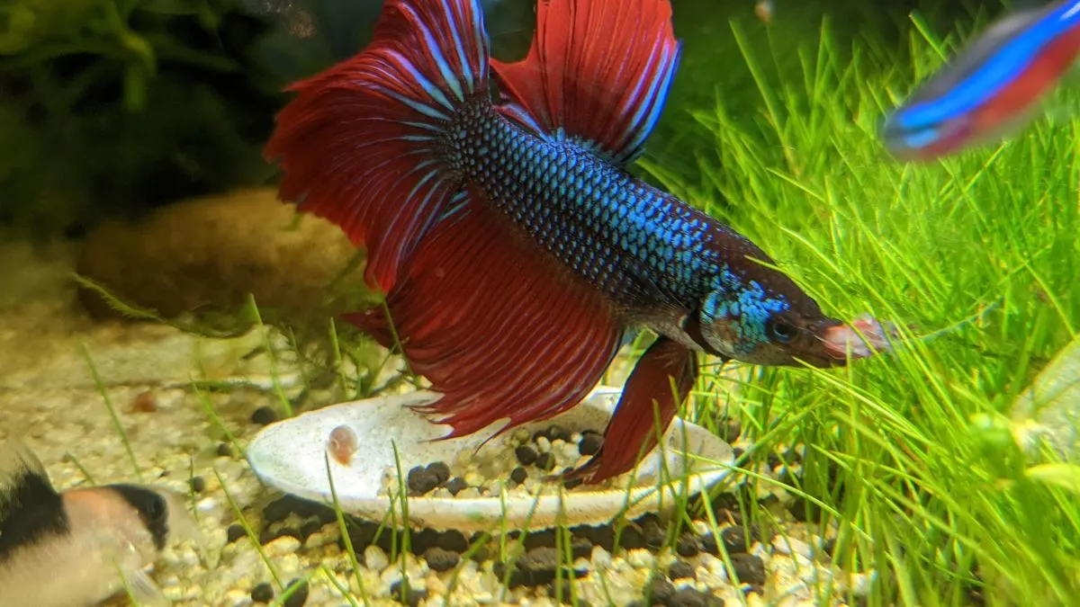 Gambar ikan cupang makan udang.