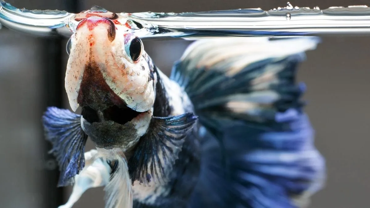 Ilustrasi ikan cupang yang lagi mengambil udara