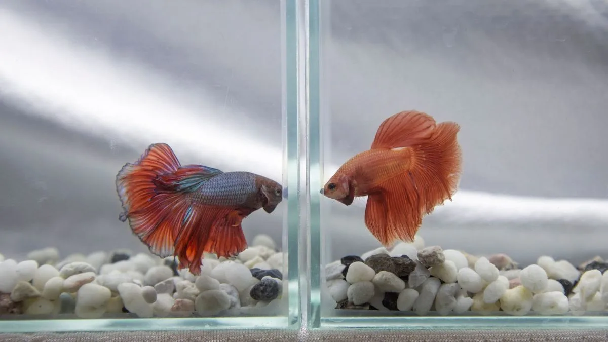 Gambar cara melatih ikan cupang dengan cara sparring langsung