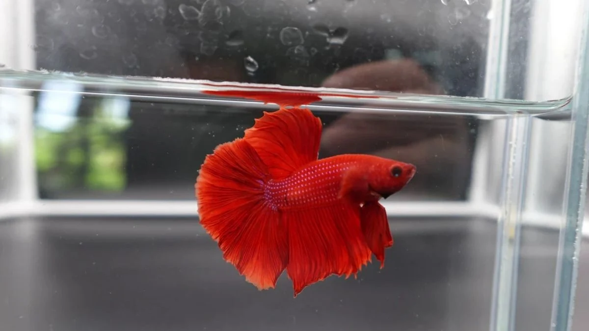 Gambar ikan cupang super red ada di akuarium.