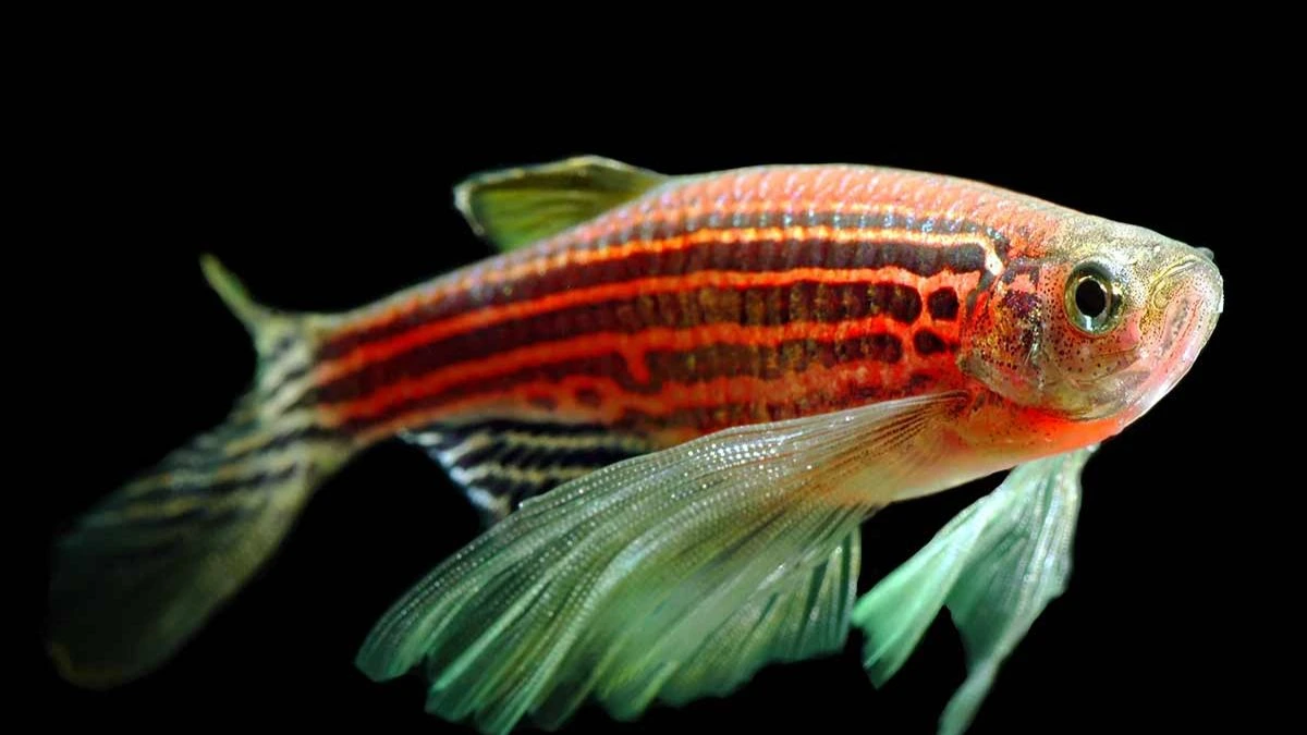 Ilustrasi gambar ikan glofish danio