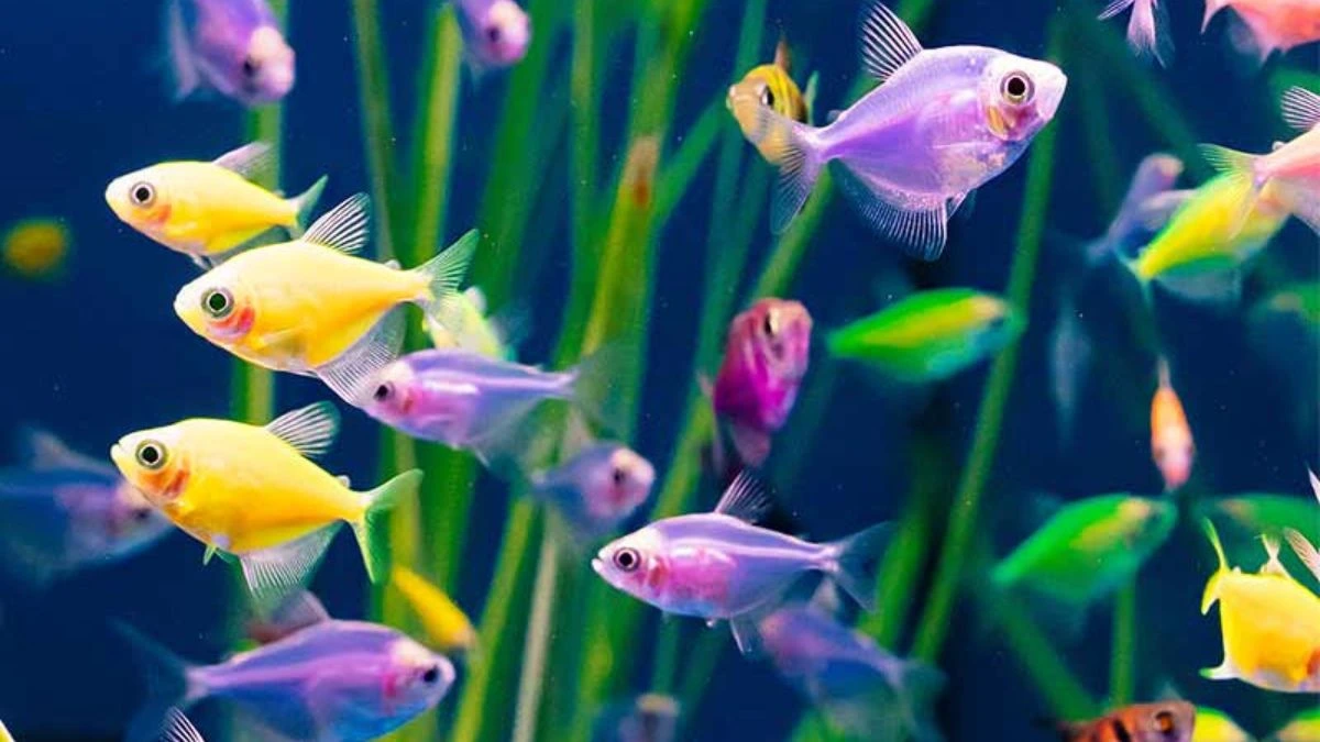 Ilustrasi Gambar ikan glofish tetra