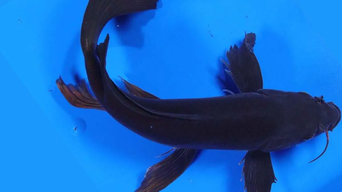 Gambar ikan koi Balack Karasu Slayer