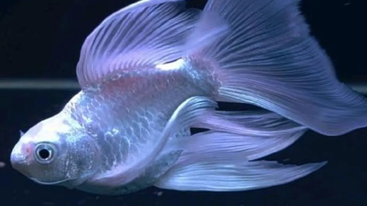 Gambar ikan koi hudielong slayer