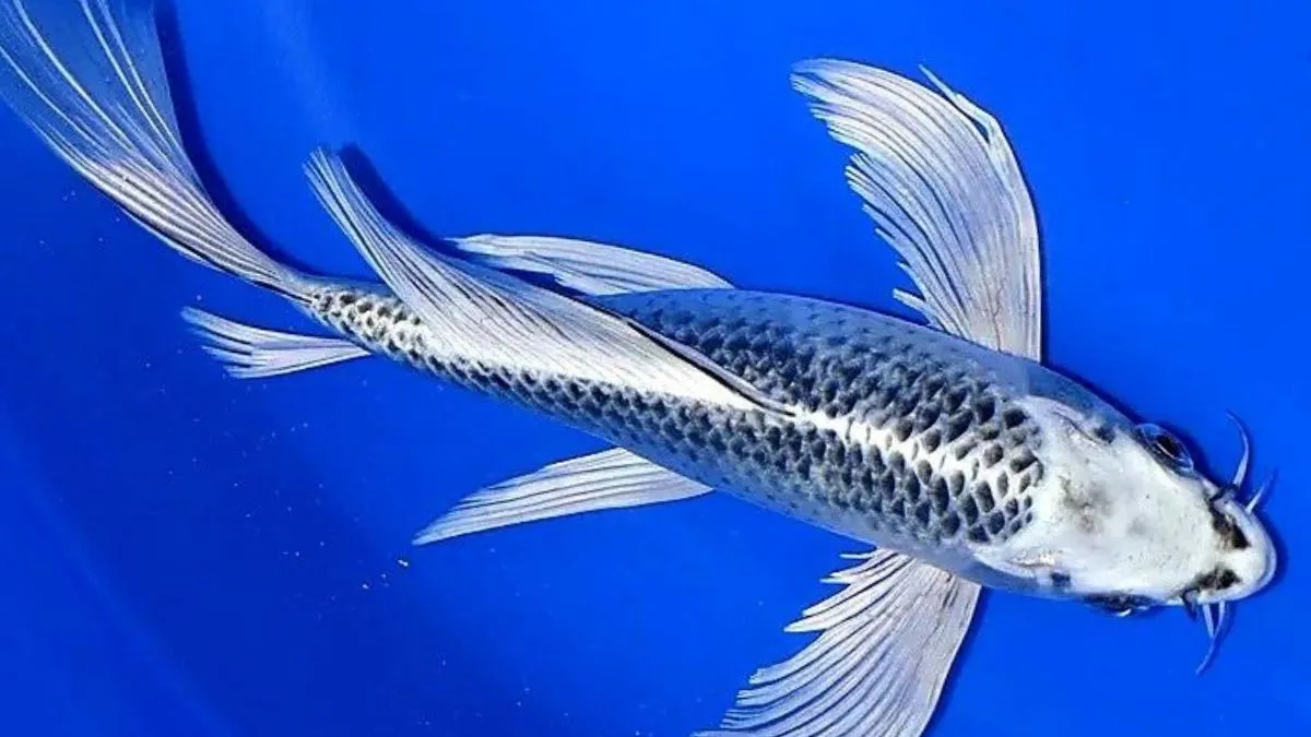 Gambar ikan matsuba slayer