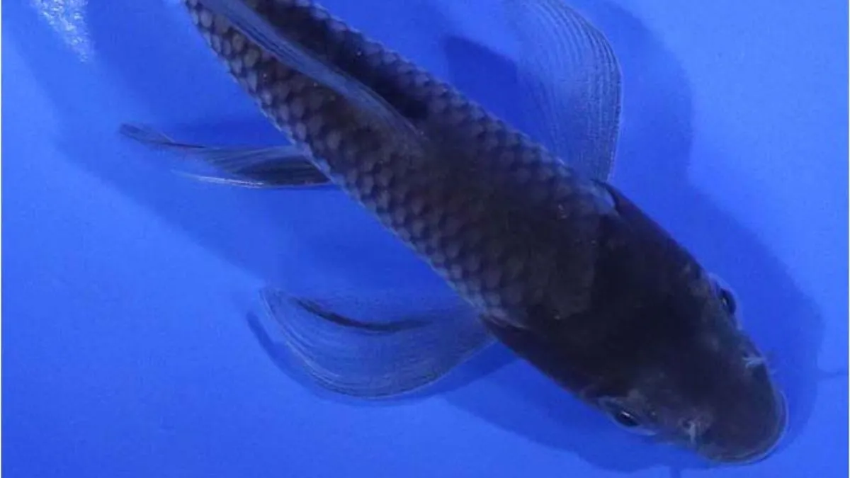 Gambar ikan koi Ochiba Slayer