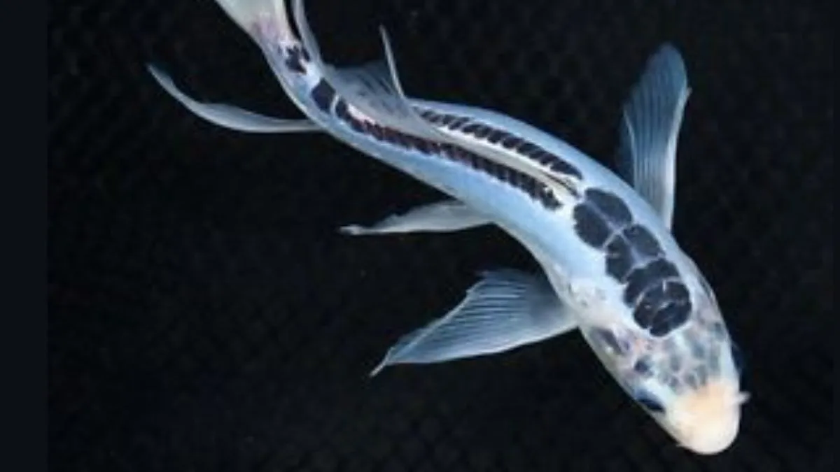 Ilustrasi ikan koi Sushui Slayer