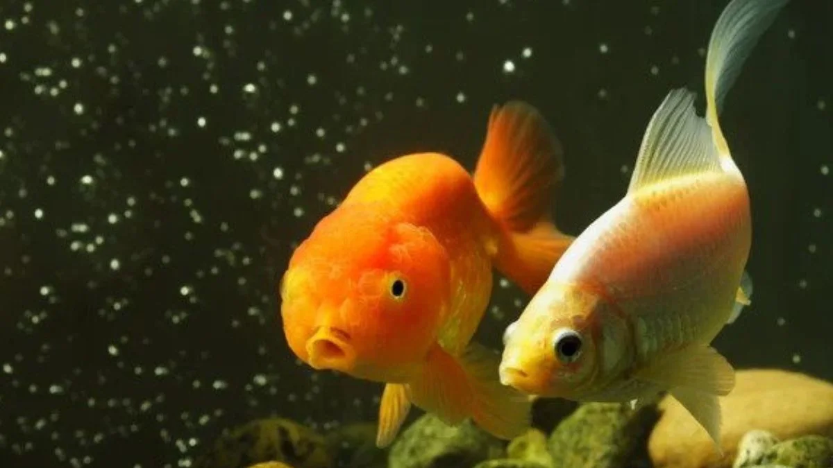 gambar-ikan-koki-goldfish-berpasangan Gambar ikan koki sedang berpasangan, cocok untuk artikel cara mengawinkan ikan koki