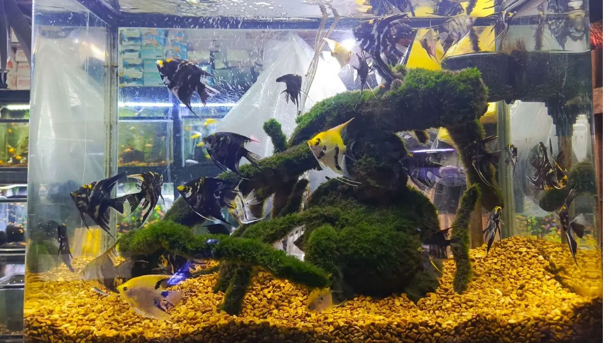 Gambar ikan manfish di akuarium yang cocok untuk artikel tentang cara merawat manfish