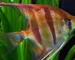 Gambar ikan manfish zebra