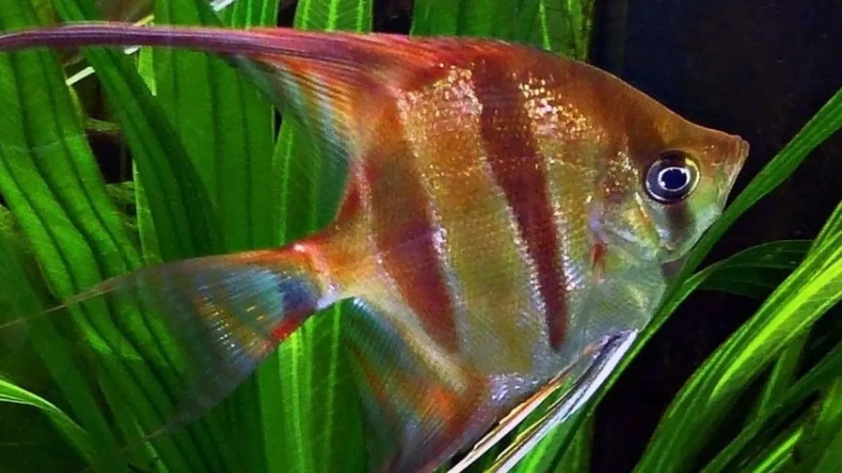 Gambar ikan manfish zebra