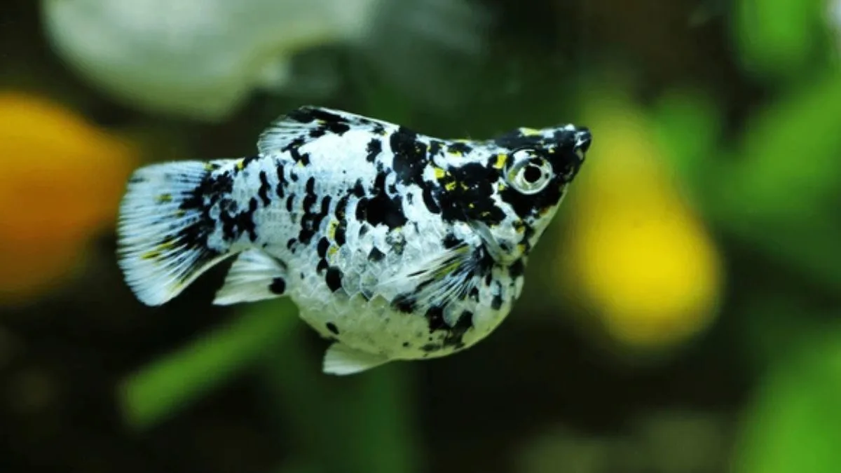 Gambar ikan molly balon black white