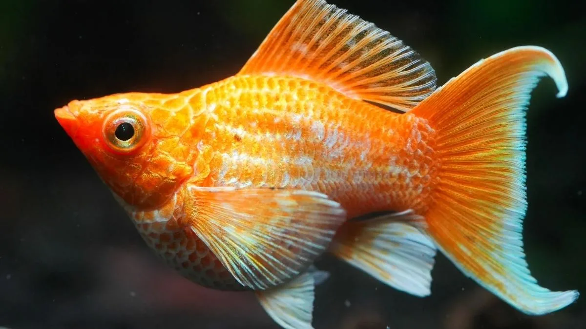 Gambar ikan molly balon golden moon tail