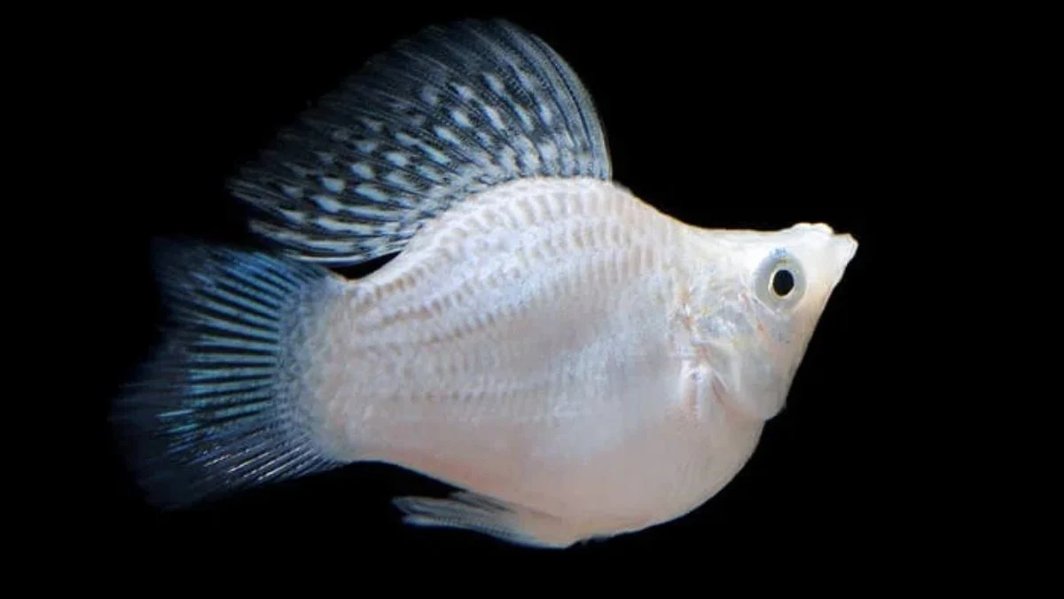 Gambar ikan molly balon platinum