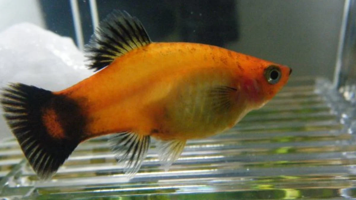 Gambar ikan platy sedang hamil