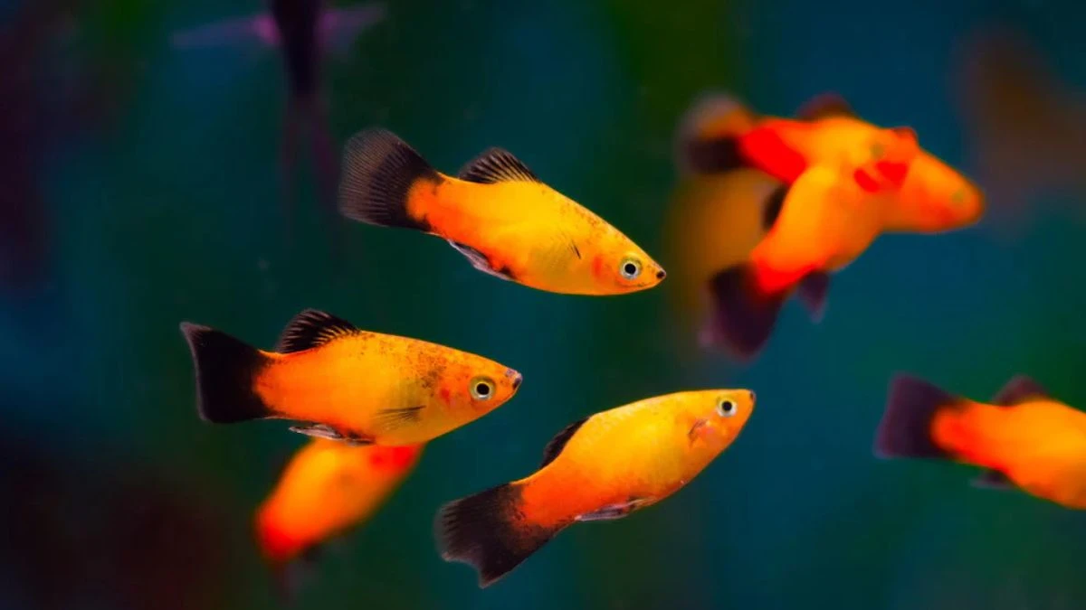 Gambar ikan platy black tail