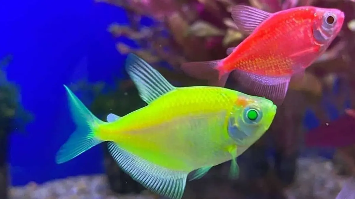 Gambar indukan untuk glofish
