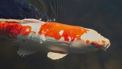 Gambar indukan ikan koi berkualitas yang cocok untuk artikel cara budidaya ikan koi