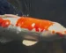Gambar indukan ikan koi berkualitas yang cocok untuk artikel cara budidaya ikan koi