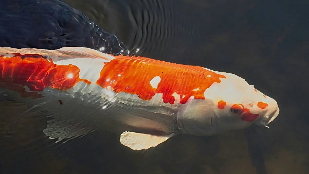 gambar-indukan-ikan-koi-berkualitas Gambar indukan ikan koi berkualitas yang cocok untuk artikel cara budidaya ikan koi