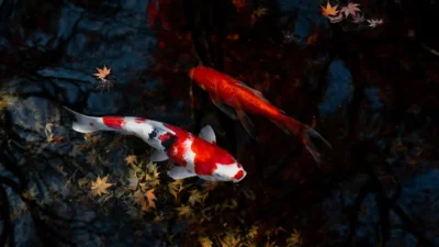 Gambar ikan koi di kolam yang bagus
