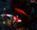 Gambar ikan koi di kolam yang bagus