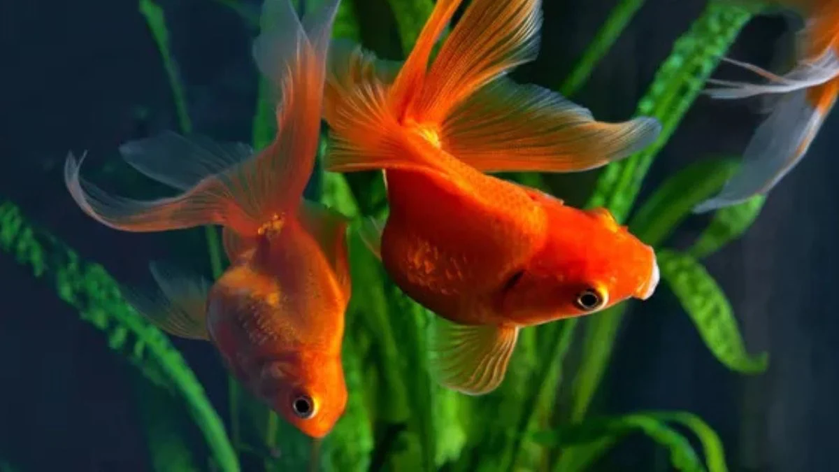 Gambar indukan ikan koki yang cocok untuk artikel tentang cara mengawinkan ikan koki