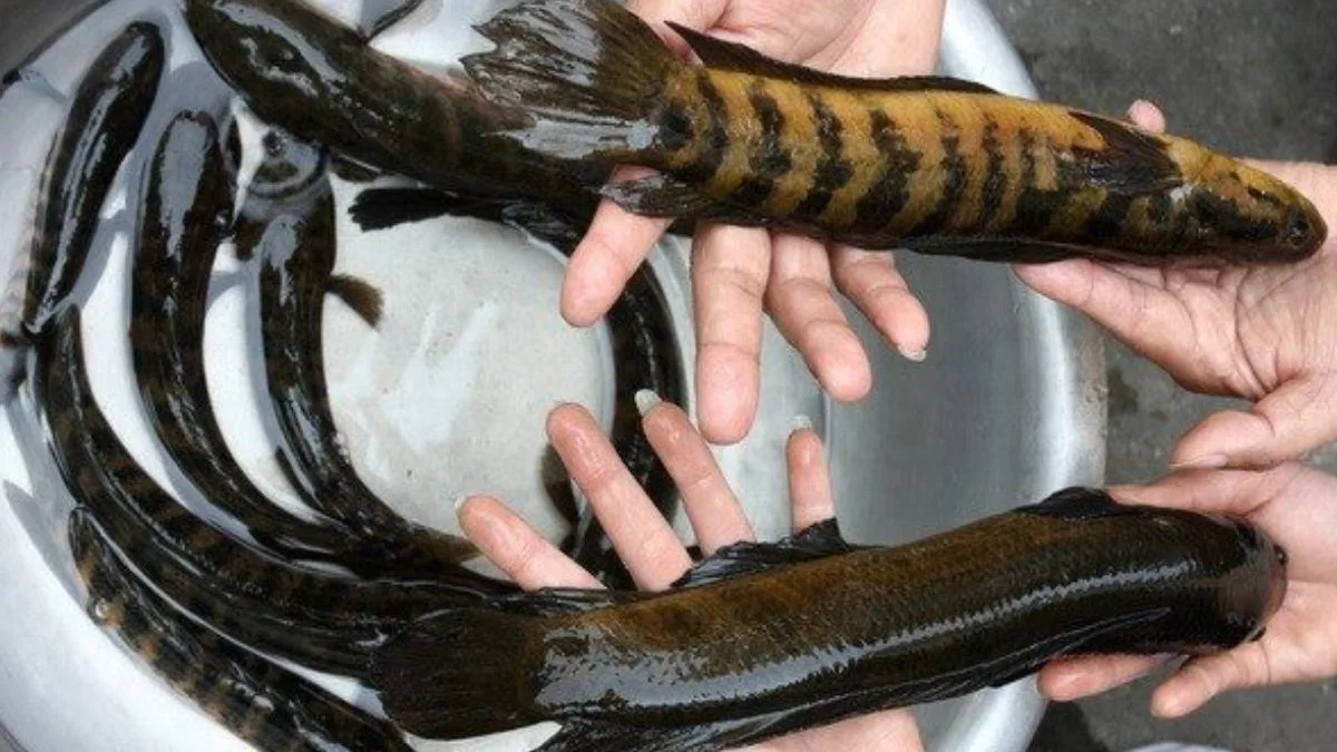 Gambar jenis ikan channa less spot